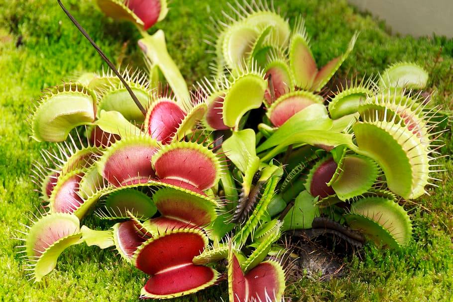 "România și Moldova, primele țări din Europa care au descoperit o nouă specie de plante carnivore unică în lume"